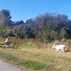 herding cattle by bike